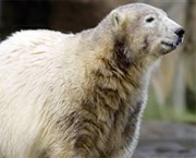Knut the Teen Years photo