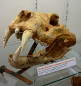 France Sabre-Totth Skull photo