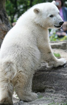 Young Knut at Berlin Zoo photo