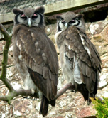 CWorld Owl consernation Cumbria photo