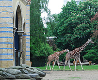 Giraffe House Berlin Zoo photo