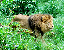 Lion House Berlin Zoo photo