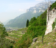 Alto_Adige Vineyards photo