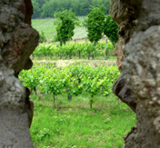 Wine Route Kintsheim Bas Rhin