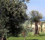 Olive Trees Umbria photo