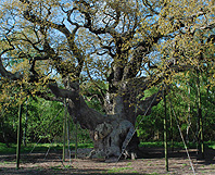 Sherwood Forest Major Oak Real Robin Hood Hideout photo