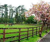 Mare and Foal at National Stud Farm Tully Kildar photo