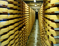 Cheese aging storage photo