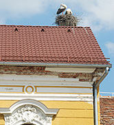 Stork in Durdevac photo