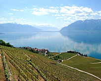 Lavaux Vineyards Lake Geneva View photo