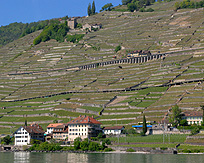 Lauvaux Wine Vineyards View from  Lake Geneva photo