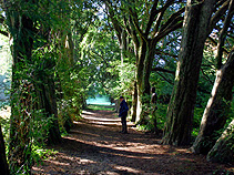 Yew Tree Walk at Lismore photo