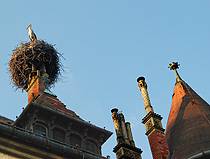 Stork Nest Mailath Manor Chimney photo