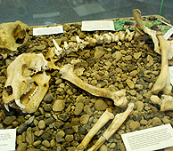 Prehistoric Saber Tooth Tiger bones photo