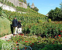 Rose Gardens Rapperswil photo