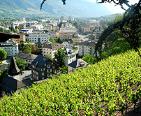 Wine Vineyards above Sierre wine trail photo