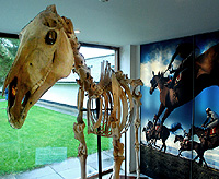 Horse Skeleton Museum photo