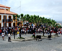 Bulls in Streets of Angra Terceira Azores photo
