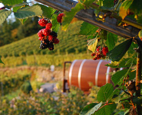 Berries at Wine barrel Accomodation photo