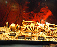 Skeleton Exhibit at Bru Na Boinne Visitors Center photo