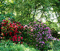 Rhododendrons Near Heidelberg photo