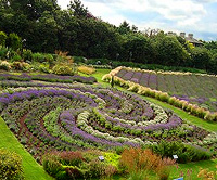 Yorkshire Lavender Garden photo