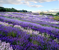 Yorkshire Lavender Fields photo