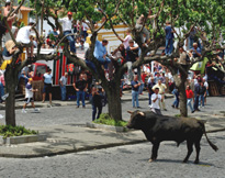 San Joaninas Bull Runn in Terceira Azores photo