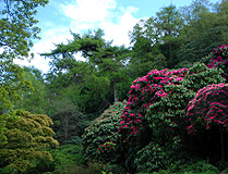 Rhododendron Grove Howth photo
