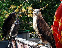 Malbun Falconry Birds of Prey photo