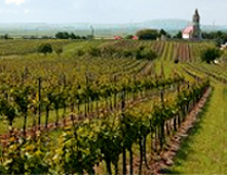 Austria Wine Vineyard