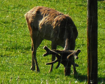 Red Deer at Pfander Wildlife Park