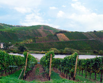 Moselle Germany Vineyard