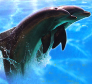 Family Travel France Marineland Dolphins photo