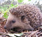 Hedgehog Niglo family amusement park mascot photo