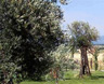 Travel to Italy Food and Cooking Holiday photo