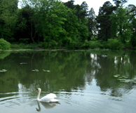 Pond at Holiday Inn Airport Hotel photo