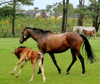 Frisky Colt and Mare Irish National Stud photo