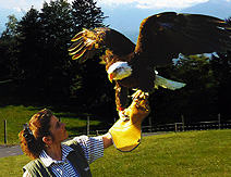 Pfander Eagle Show