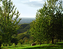 Upper Rhine Valley Hillside View photo